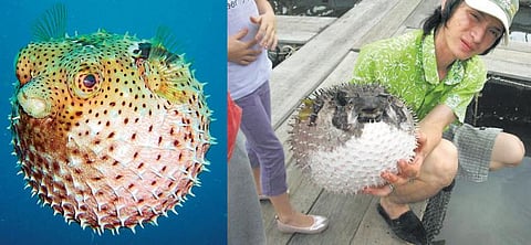 காரணம் ஆயிரம்: விஷ மீன்களின் விருந்து!﻿