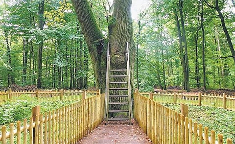 உலக மசாலா: வேக வைக்க வேண்டாம், அப்படியே சாப்பிடலாம்!