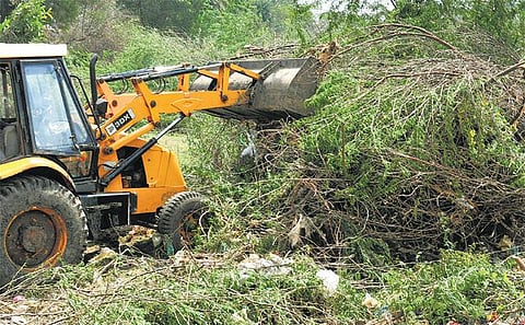 சீமைக்கருவேல மரங்களை அகற்றுவது சாத்தியமே!