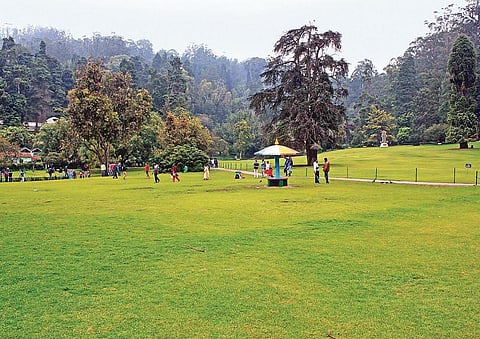 நீலகிரி மாவட்டத்தில்﻿ கோடை சீசனுக்கு கை கொடுத்த மழை﻿