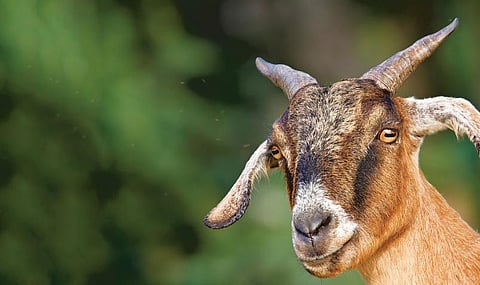 குழந்தைப் பாடல்: ஆடு மேயுது