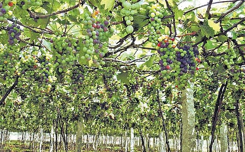 கேரளம், ஆந்திராவுக்கு அனுப்பப்படும் திண்டுக்கல் திராட்சை﻿: கணிசமான விலை கிடைப்பதால் விவசாயிகள் மகிழ்ச்சி﻿