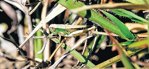 பூச்சி சூழ் உலகு 19: தன்னிலை மறக்கச் செய்த பூச்சி﻿