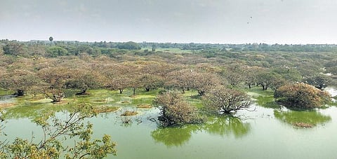 வறட்சியால் நாடு திரும்பும் வலசைப் பறவைகள்﻿: வெறிச்சோடிய வேடந்தாங்கல் சரணாலயம்﻿ - சுற்றுலா வரும் பயணிகள் ஏமாற்றம்﻿