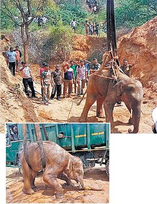 கிணற்றில் தவறி விழுந்த குட்டி யானை மீட்பு