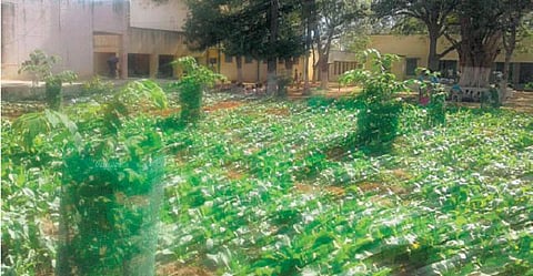 விவசாயம் குறித்து மாணவர்களுக்கு விழிப்புணர்வு அரசுப் பள்ளி வளாகத்தில் தோட்டம் அமைத்து சாகுபடி: இயற்கை முறை வேளாண்மையை கற்பிக்கும் ஆசிரியர்கள்