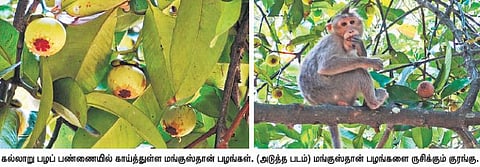 கல்லாறு பழப் பண்ணையில்﻿﻿ மருத்துவ குணம் மிகுந்த மங்குஸ்தான் பழங்கள்﻿: குரங்குகள் ருசிப்பதால் பணியாளர்கள் தவிப்பு﻿