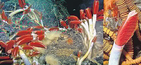 காரணம் ஆயிரம்: எரியும் எரிமலைக்குள் ஒரு புழு