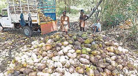 மழையில்லாததால் தேங்காய் விளைச்சல் வீழ்ச்சி﻿: 5 ஆண்டுகளில் அழிந்த 1,950 ஏக்கர் தென்னை மரங்கள்﻿