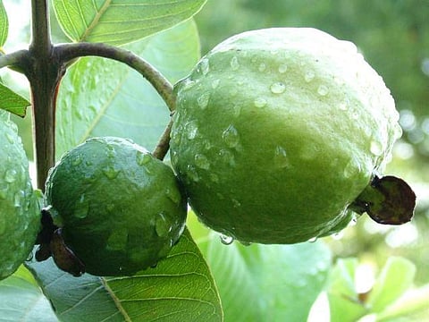 மது அருந்துவோரிடம் கொய்யா பழம் வழங்கி சுயேச்சை வேட்பாளர் பிரச்சாரம்