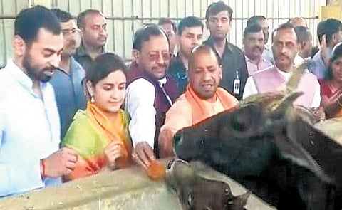 உத்தரபிரதேசத்தில் முலாயமின் மருமகள் அபர்ணா நடத்திவரும்﻿ பசு வளர்ப்பு கூடத்தை பார்வையிட்ட முதல்வர் ஆதித்யநாத்﻿