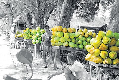 அந்தமான் விவசாயம் 27: அந்தமான் தென்னையைத் தேடிய அந்நியர்கள்﻿