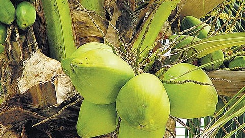 குழந்தைப் பாடல்: இளநீர்