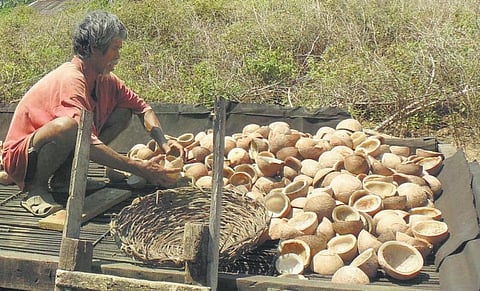அந்தமான் விவசாயம் 28: அந்தமான் தேங்காய்க்கான சந்தை﻿
