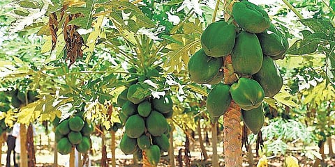 அரபு நாடுகளுக்கு ஏற்றுமதியாகும் அழகர்கோவில் பப்பாளி﻿: ஏக்கருக்கு ரூ. 5 ½ லட்சம் வருவாய்