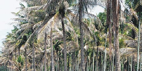 பொள்ளாச்சி பகுதியில் ஓராண்டில்﻿ ஒரு லட்சத்துக்கும் மேற்பட்ட தென்னை மரங்கள் பட்டுப்போயின﻿: அரசு இழப்பீடு வழங்க விவசாயிகள் கோரிக்கை﻿