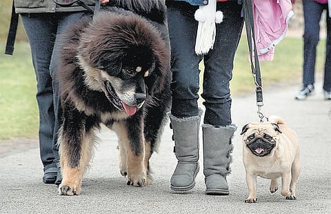 வளர்ப்பு நாய்களை அச்சுறுத்தும் சர்க்கரை நோய்﻿: உடல் பருமன், உணவுப் பழக்க மாற்றத்தால் மனிதர்களைப் போல தாக்கம் அதிகரிப்பு