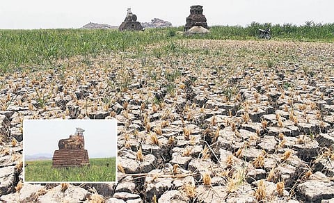 காவிரி தண்ணீரும்... உழவர்களின் கண்ணீரும்! - கேள்விக்குறியாகும் விவசாயிகளின் வாழ்வாதாரம்﻿