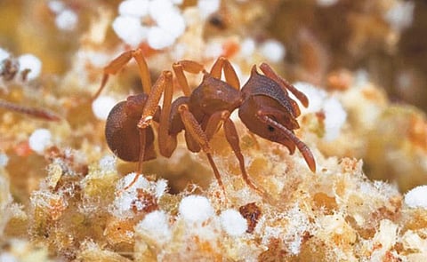 எறும்பு எனும் விவசாயி﻿