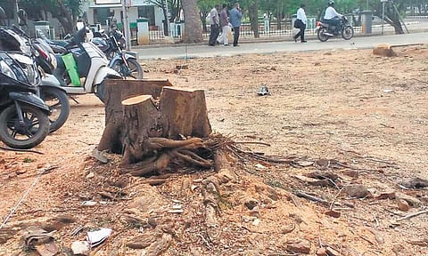 உயர் நீதிமன்ற வளாகத்தில் பசுமையான மரங்கள் வெட்டி சாய்ப்பு﻿