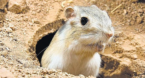 காரணம் ஆயிரம்: பாலைவனத்தில் ஓர் எலி﻿