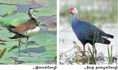 விடுமுறையில் வடுவூருக்கு வாங்க...!