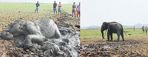 பவானிசாகர் நீர்தேக்கப் பகுதியில் சேற்றில் சிக்கிய யானை மீட்பு﻿