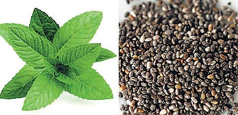 மாடியில் மூலிகைக் காடு 03: புத்துணர்ச்சி தரும் புதினா