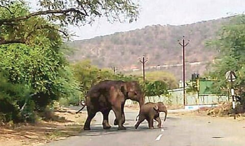 தமிழகத்தில் கடுமையான வறட்சி பிளாஸ்டிக் கழிவால் பலியாகும் கால்நடைகள், வன விலங்குகள்﻿: இரை, தண்ணீருக்காக அலைந்து திரியும் யானைகள்