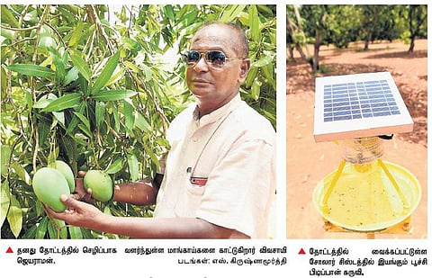 3 ஆண்டுகள் தொடர் வறட்சியிலும் மா விளைச்சலில் லாபம் ஈட்டும் விவசாயி﻿: பட்டுப் போகாமல் மரங்களை பாதுகாத்து சாதனை﻿
