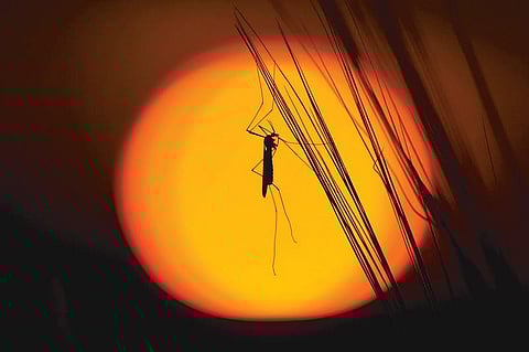 உலகக் கொசு தினம் ஏன் கொண்டாடப்படுகிறது?