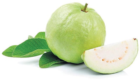 மாற்றுப் பயிர் சாகுபடி முறை காய்த்துக் குலுங்கும் கொய்யா