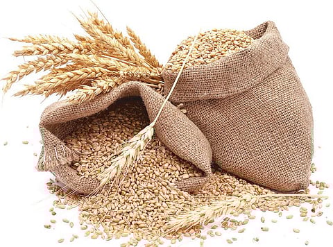 உயிர் வளர்த்தேனே 34: கோதுமை - விலகாத சில மர்மங்கள்