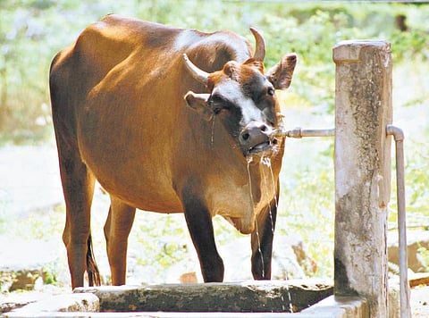தண்ணீர் இல்லாமல் கால்நடைகள் இறக்கும் அபாயம்﻿: சத்துகளை உட்கிரகித்தல், கழிவுப் பொருட்களை வெளியேற்றுதலிலும் பாதிப்பு﻿