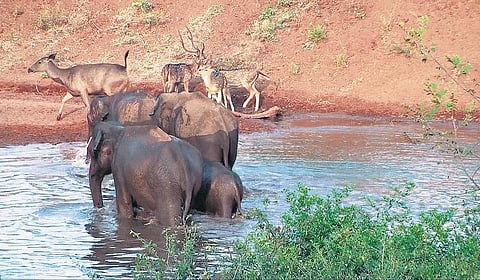 பயணிகளைக் கவரும் ‘பூச்சமரத்தூர் காட்டேஜ்’ சுற்றுலா﻿: இயற்கைச் சூழல், விலங்குகளை ரசிக்கும் பொதுமக்கள்﻿