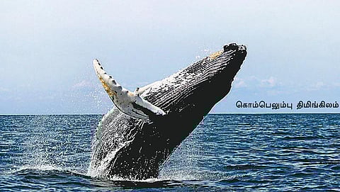 திமிங்கிலப் புராணம்!﻿