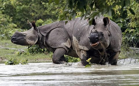 காசிரங்கா பூங்காவில் விலங்குகள் இறப்பதை தடுக்க வேகமாக வாகனம் ஓட்டினால் அபராதம்: பசுமை தீர்ப்பாயம் உத்தரவு