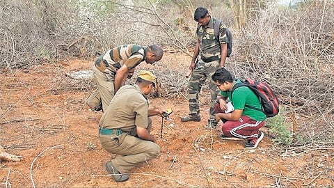 கோவை வனக் கோட்டத்தில் யானைகள் கணக்கெடுப்பு தொடக்கம்﻿: ஜிபிஎஸ் உதவியுடன் எண்ணிக்கை பதிவு﻿