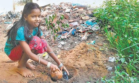 ‘தி இந்து’ குழுமம் - ஹமாம் இணைந்து வேப்பமரக் கன்றுகள் நடும் திட்டம்: கருவேல மரங்கள் அகற்றப்பட்ட மாவட்டங்களுக்கும் நீட்டிப்பு﻿