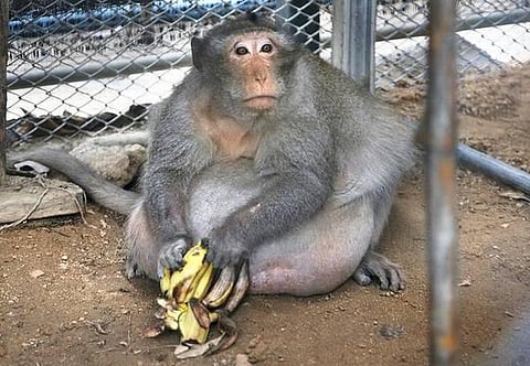 அதிகப்படியான கொழுப்பு, தொப்பை காரணமாக டயட்டில் இருக்கும் தாய்லாந்து குரங்கு