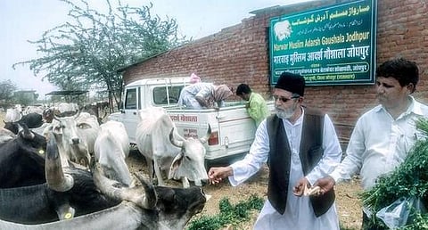 பசுக்கள் மீது இரக்கம் காட்டும் முஸ்லிம் அமைப்பு: மதநல்லிணக்கத்தின் அடையாளம்