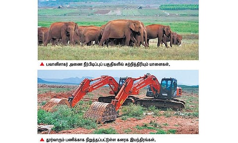 வண்டல் மண் எடுக்கும் பணியால்﻿ பவானி அணை நீர்பிடிப்புப் பகுதியில் பாதிக்கப்படும் உயிர்ச்சூழல்﻿: யானைகள் ஊடுருவலால் அச்சத்தில் சிறுமுகை வனத்துறை﻿