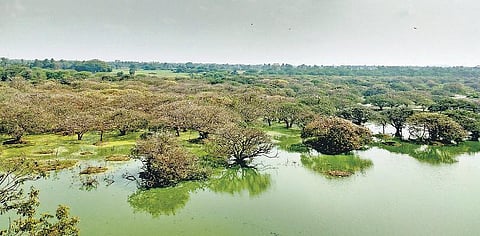 வேடந்தாங்கல் சரணாலயம் மே 31 முதல் மூடல்﻿: பறவைகள் வரத்து குறைந்ததால் வனத்துறை அறிவிப்பு﻿