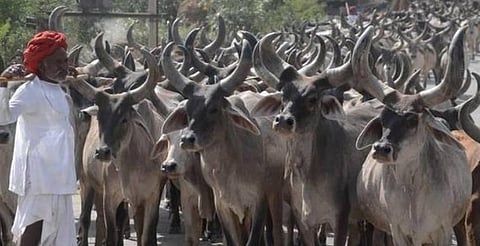 நாடு முழுவதும் இறைச்சிக்காக பசுக்களை விற்கவும், வாங்கவும் தடை: மத்திய அரசு அறிவிப்பு