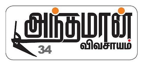 அந்தமான் விவசாயம் 34: கிராம்பு: வளர்க்கும் முறை