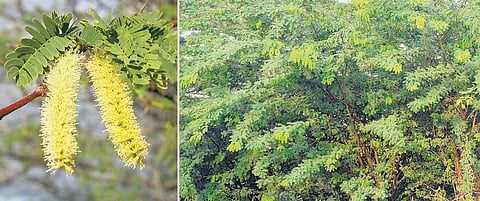 சீமை கருவேலம் வில்லனா? - கையில் சிக்கிய திடீர் குற்றவாளி﻿