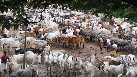 மாட்டிறைச்சித் தடையை அடுத்து மீன் இறைச்சிக்கும் தடை வராது என்பது என்ன நிச்சயம்?- கேரளாவில் கடும் எதிர்ப்பு