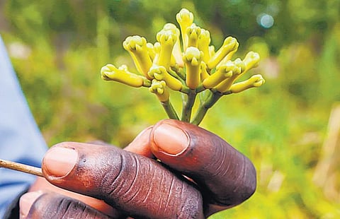 அந்தமான் விவசாயம் 35: வணிகம் செழித்த நறுமணப் பாதை