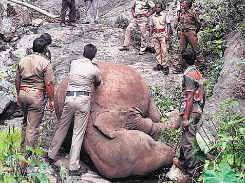 குன்னூர் மேட்டுப்பாளையம் வனப்பகுதியில் பெண் யானை பலி﻿