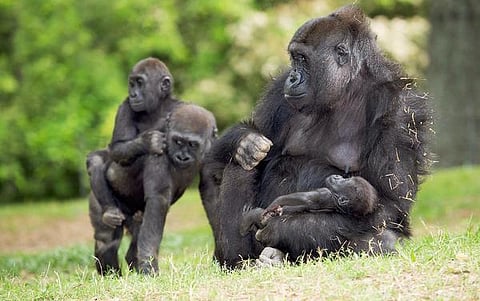 கொரில்லா உலகம்!